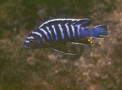 Cynotilapia afra 'Nkhungu Point'